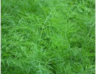 Продам кріп від виробника