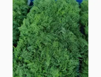Зображення для оголошення Продам бутон укропа
