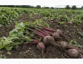 Зображення для оголошення Продам оптом буряк