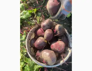 Зображення для оголошення Продам буряк