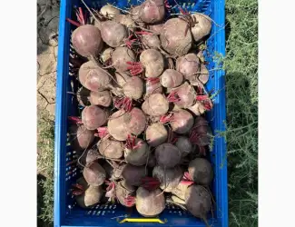 Зображення для оголошення Буряк молодой