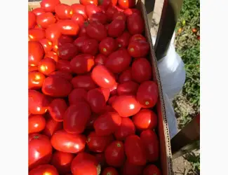 Зображення для оголошення Продам томат
