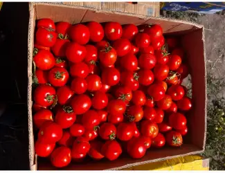 Зображення для оголошення Продам помидоры Асвон и сливку