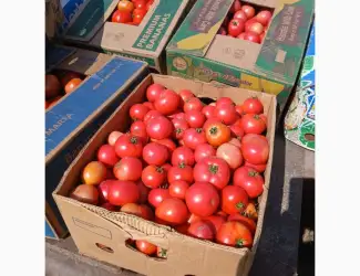 Продам томати