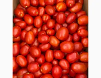 Продам помидор