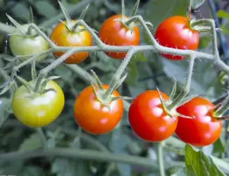 Зображення для оголошення Продаж помідора Вінницька обл свіжий томат у ящиках від виробника