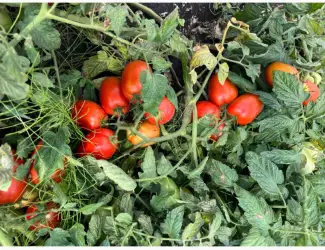 Продам помідор