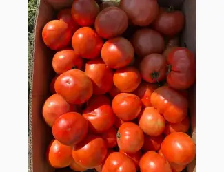 Продам помідор сливка