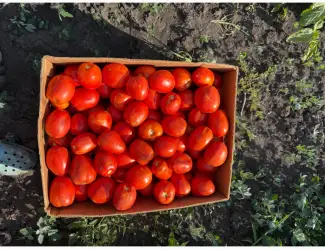 Продам помідор