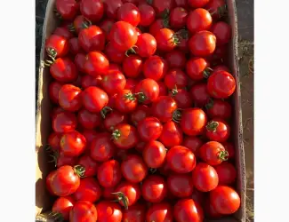 Зображення для оголошення Продам помідори 100ящиків ціна 10грн