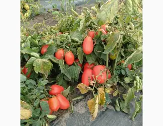 Зображення для оголошення Продам помідор