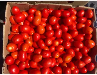 Зображення для оголошення Продам Сливку помідору
