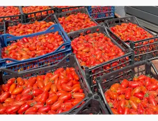 Зображення для оголошення Продаю помідори сливка БРІСКОЛІНО Київська обл. ТОРГ