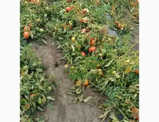 Зображення для оголошення Продам помідори