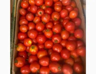 Зображення для оголошення Продам томати. Асвон. Гарна якість