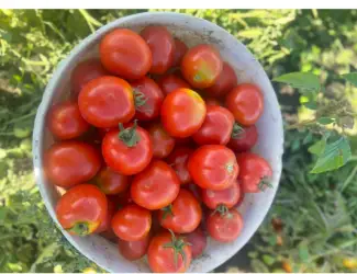 Зображення для оголошення Продам помідори з поля ( можна для переробки) є доставка