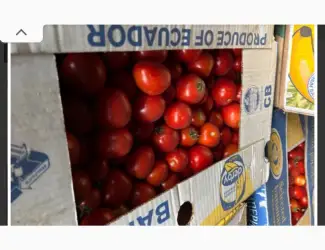 Зображення для оголошення Продам помідору Асвон терміново з поля до 9т