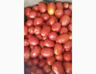 Зображення для оголошення Томат продам
