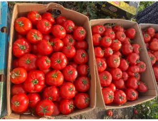 Зображення для оголошення Продам помидор