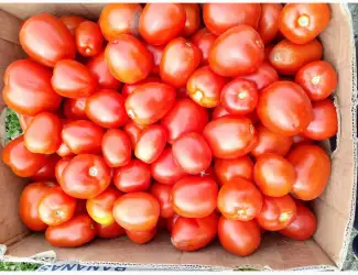 Зображення для оголошення Продам помідор сливка сорт Галілея