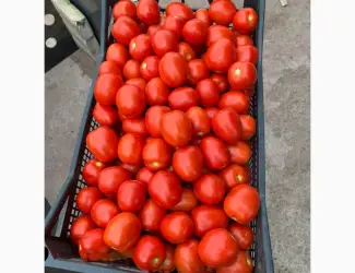 Зображення для оголошення Продам помідори сливку (Асвон