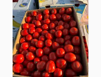 Зображення для оголошення Продамо томат сливку різних видів