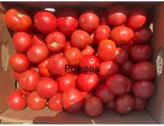 Зображення для оголошення Продам круглу помідору рожева