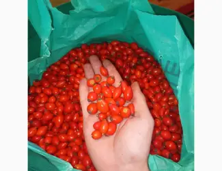 Зображення для оголошення Продам шипшину