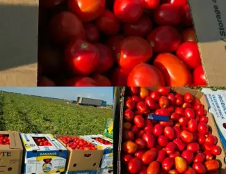 Зображення для оголошення Продам помідору