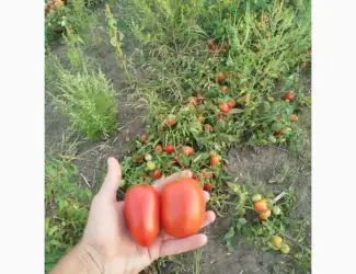 Зображення для оголошення Продам помідор з поля
