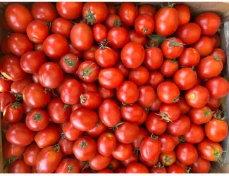Продам помідор