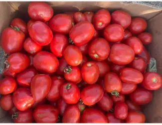 Зображення для оголошення Продам помідор