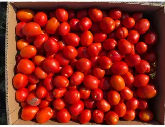 Зображення для оголошення Продам помідор