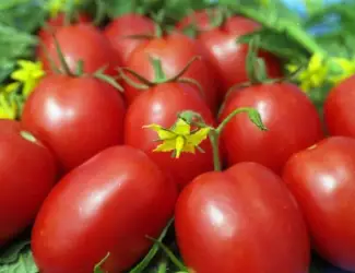 Зображення для оголошення Купим помидор