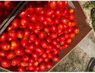 Зображення для оголошення Продам помідор сливка