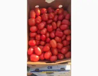 Зображення для оголошення Продам помидор