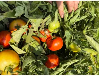 Зображення для оголошення Продам помідори бобкат та Діно