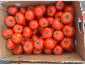 Зображення для оголошення Продам помідор сорт 1504