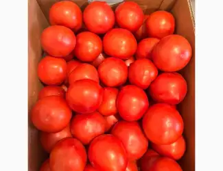 Зображення для оголошення Продам помідор червоний