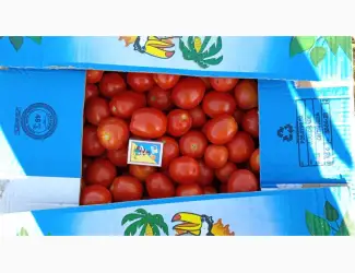 Зображення для оголошення Продам помідор сливка Гонг та Фабер