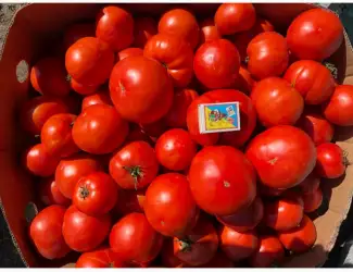 Зображення для оголошення Продам томати/помідори