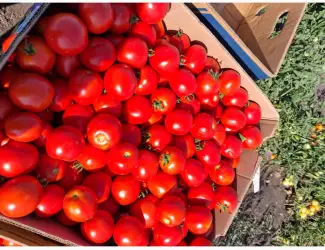 Зображення для оголошення Продам помидор асвон