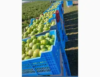 Зображення для оголошення Продам зелёный помидор