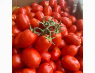 Продам помідор сливка