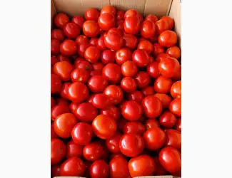Зображення для оголошення Продам свіжі помідори з власного поля