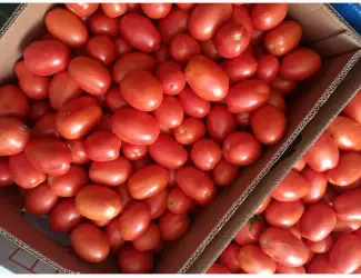 Зображення для оголошення Продам помідори від виробника декілька сортів. Відпускаем від 5 тонн