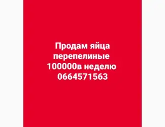 Зображення для оголошення Продам яйца перепелиные оптом