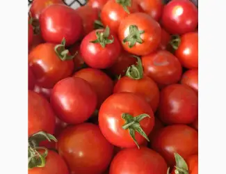 Зображення для оголошення Продам помідор