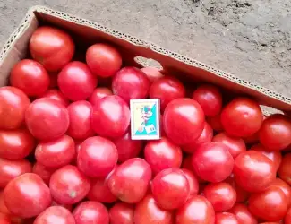 Зображення для оголошення Продам товарну помідору