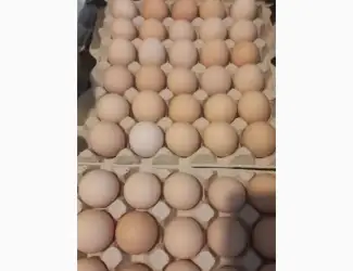 Зображення для оголошення Яйця курячі столові